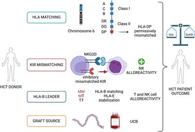 Genetically modified and unmodified cellular approaches to enhance graft versus leukemia effect, without increasing graft versus host disease: the use of allogeneic cytokine-induced killer cells